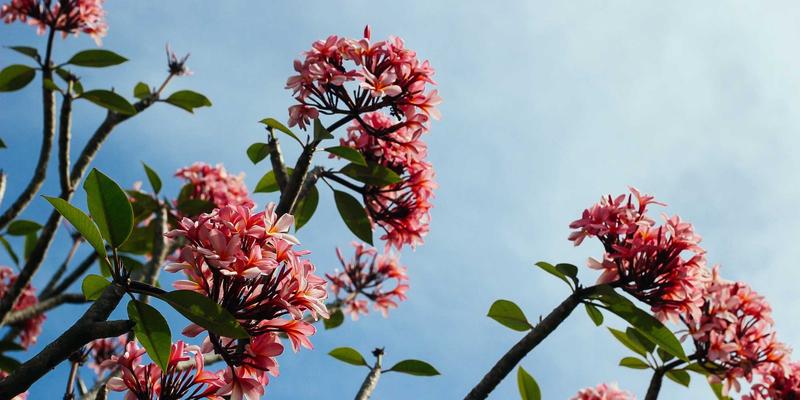 B2B品牌策划与营销：构建专业信任与行业影响力的核心战略